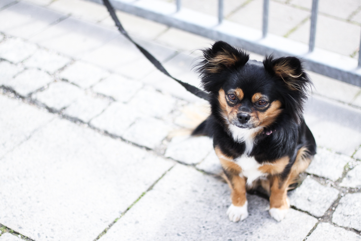Franziska Elea Blogger Mode Lifestyle Beauty Fashionblog Outfit ootd Strickkleid Frühling Sommer Modeblog München Chihuahua Mix Straßenhund Welpe Puppy